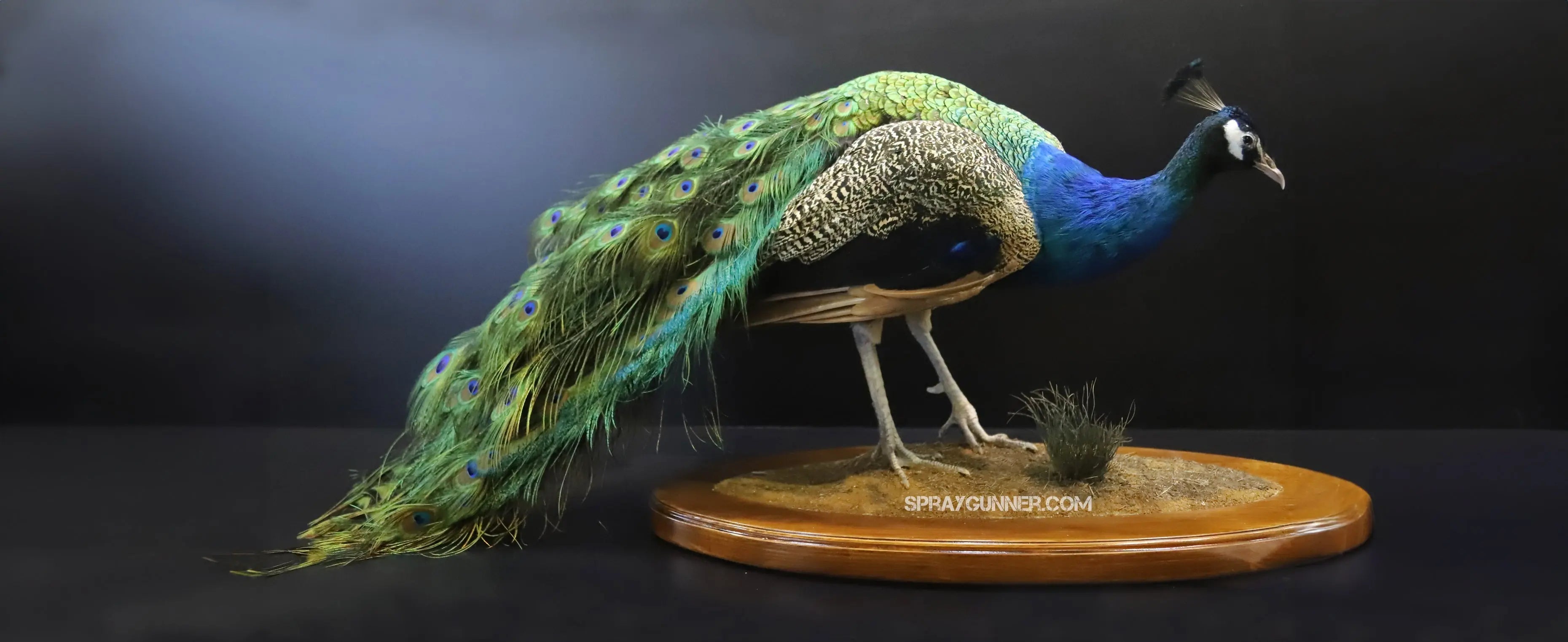 The-Art-of-Taxidermy-How-Airbrushing-Transforms-the-Craft Urbanlystore